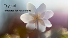  Presentation with wood - Cool new slide deck with delicate-and-fragile-wildflower-wood backdrop and a light blue colored foreground