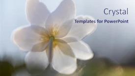  Presentation with fairy - PPT layouts with delicate-and-fragile-wildflower-wood background and a sky blue colored foreground
