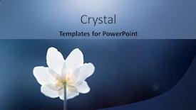  Presentation with fairy - Amazing slide deck having delicate-and-fragile-wildflower-wood backdrop and a light blue colored foreground