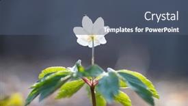  Presentation with fairy - Colorful slide deck enhanced with delicate-and-fragile-wildflower-wood backdrop and a ocean colored foreground