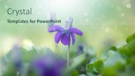  Presentation with fairy - Slide deck enhanced with delicate-and-fragile-wood-violet background and a sky blue colored foreground