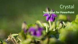  Presentation with fairy - Slide set consisting of delicate-and-fragile-wood-violet background and a tawny brown colored foreground