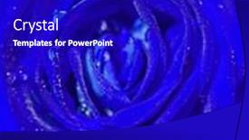  Presentation with blue rose - PPT layouts featuring delicate blue rose in great number of drops background and a royal blue colored foreground