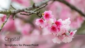  Presentation with bloom - Presentation theme consisting of delicate-cherry-blossoms-in-full background and a coral colored foreground