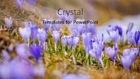  Presentation with ecology - Slides consisting of delicate-crocus-flowers background and a  colored foreground