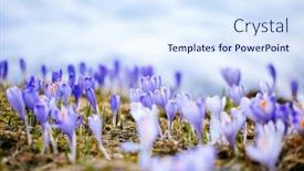  Presentation with ecology - Theme featuring delicate-crocus-flowers background and a  colored foreground