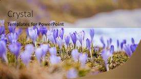  Presentation with ecology - Theme having delicate-crocus-flowers background and a coral colored foreground