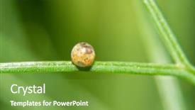  Presentation with egg - Slide set featuring delicate fennel leaf with caterpillar background and a tawny brown colored foreground
