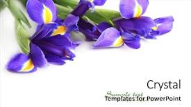  Presentation with iris flower - Beautiful presentation theme featuring delicate flower on a white backdrop and a white colored foreground