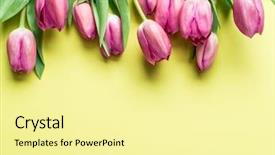  Presentation with top view of appetizing fresh - Beautiful presentation theme featuring delicate fresh tulips on yellow backdrop and a blonde colored foreground