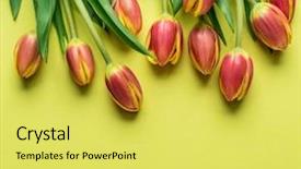  Presentation with top view of appetizing fresh - Audience pleasing presentation theme consisting of delicate fresh tulips on yellow backdrop and a yellow colored foreground