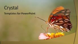  Presentation with gulf war illness - Beautiful theme featuring gulffritillary - delicate gulf fritillary butterfly backdrop and a mint green colored foreground