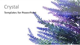  Presentation with floral border lavender flowers - Amazing PPT theme having delicate-lavender-flowers-eternal-flowers backdrop and a white colored foreground