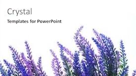  Presentation with floral border lavender flowers - Slide set consisting of delicate-lavender-flowers-eternal-flowers background and a white colored foreground