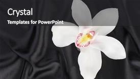  Presentation with satin - Presentation design consisting of delicate orchid on black satin background and a dark gray colored foreground