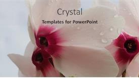  Presentation with pink flowers - Audience pleasing slide set consisting of delicate-pink-petals-of-cyclamen backdrop and a mint green colored foreground