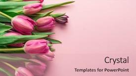  Presentation with tulips - Amazing presentation theme having delicate pink tulips on lightpink backdrop and a  colored foreground