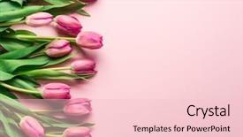  Presentation with tulips - Slide set with delicate pink tulips on lightpink background and a  colored foreground