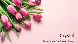  Presentation with tulips - PPT theme featuring delicate pink tulips on lightpink background and a  colored foreground