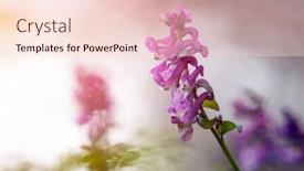  Presentation with woods - PPT layouts having delicate-pink-wildflowers-found background and a lemonade colored foreground
