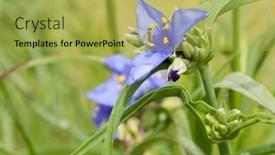  Presentation with summer sun - Amazing slide deck having delicate-purple-spiderwort-blooming backdrop and a yellow colored foreground