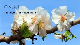  Presentation with snow day - Presentation theme featuring delicate-white-flowers-attract-bees background and a light blue colored foreground