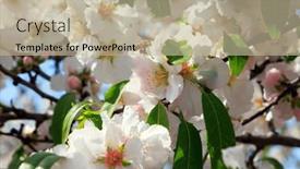  Presentation with white flowers - Slide set having delicate-white-flowers-attract-bees background and a  colored foreground