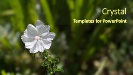  Presentation with soft white flower - Audience pleasing PPT layouts consisting of musc - delicate white petals with pink backdrop and a tawny brown colored foreground