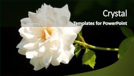  Presentation with white rose - Beautiful PPT layouts featuring white rose against dark background backdrop and a black colored foreground