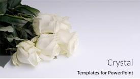  Presentation with wedding white - PPT theme consisting of delicate-white-rose-on-white background and a sky blue colored foreground
