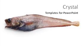  Presentation with deep sea - Theme featuring delicious-deep-sea-fish background and a white colored foreground