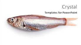  Presentation with deep sea - Theme with delicious-deep-sea-fish background and a white colored foreground