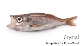  Presentation with deep sea - PPT layouts with delicious-deep-sea-fish background and a white colored foreground