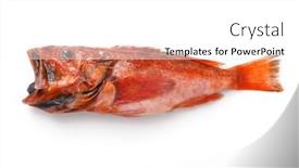  Presentation with deep sea - Presentation theme with delicious-deep-sea-fish background and a white colored foreground