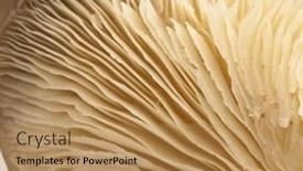  Presentation with extreme - Theme featuring delicious mushrooms texture extreme closeup photo background and a coral colored foreground