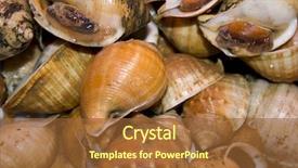  Presentation with shellfish - Amazing PPT layouts having delicious pattern of shellfish snails backdrop and a  colored foreground