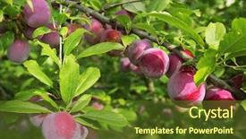  Presentation with olive tree branch ripe - Audience pleasing PPT layouts consisting of delicious ripe plums on tree backdrop and a tawny brown colored foreground