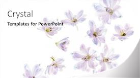  Presentation with white flowers - Slide set with delphinium-flowers-on-the-white background and a white colored foreground