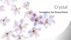  Presentation with white flowers - Presentation design featuring delphinium-flowers-on-the-white background and a white colored foreground