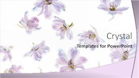  Presentation with white flowers - Presentation consisting of delphinium-flowers-on-the-white background and a white colored foreground