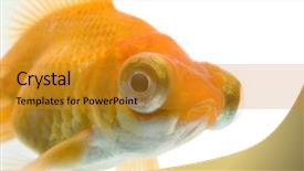  Presentation with goldfish - Audience pleasing theme consisting of demekin goldfish against a white backdrop and a  colored foreground