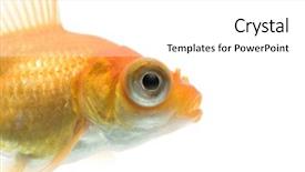 Presentation with goldfish - Presentation theme with demekin goldfish against white background and a white colored foreground