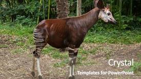  Presentation with wildlife - Audience pleasing PPT theme consisting of democrat - okapi okapia johnstoni wildlife animal backdrop and a coral colored foreground