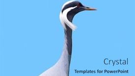  Presentation with crane - Slide deck enhanced with virgo - demoiselle crane against blue background background and a light blue colored foreground
