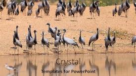  Presentation with mongolia - Presentation theme featuring demoiselle-crane-birds-migrate background and a coral colored foreground