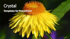  Presentation with orange colored - Presentation theme with dendrite - yellow and orange colored flower background and a black colored foreground