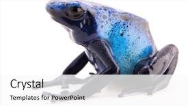  Presentation with poison - Beautiful slide set featuring dendrobates azureus a toxic blue backdrop and a white colored foreground