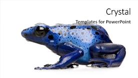  Presentation with front of burj khalifa - Presentation theme with dendrobates azureus in front of a white background background and a white colored foreground