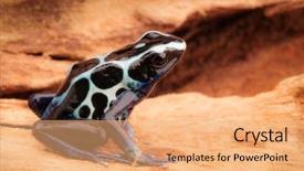  Presentation with poison - Beautiful PPT theme featuring dendrobates tinctorius oyapok french guyana backdrop and a coral colored foreground