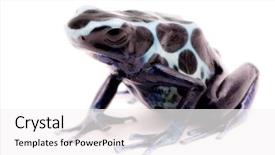  Presentation with poison - Colorful slide set enhanced with dendrobates tinctorius oyapok french guyana backdrop and a  colored foreground